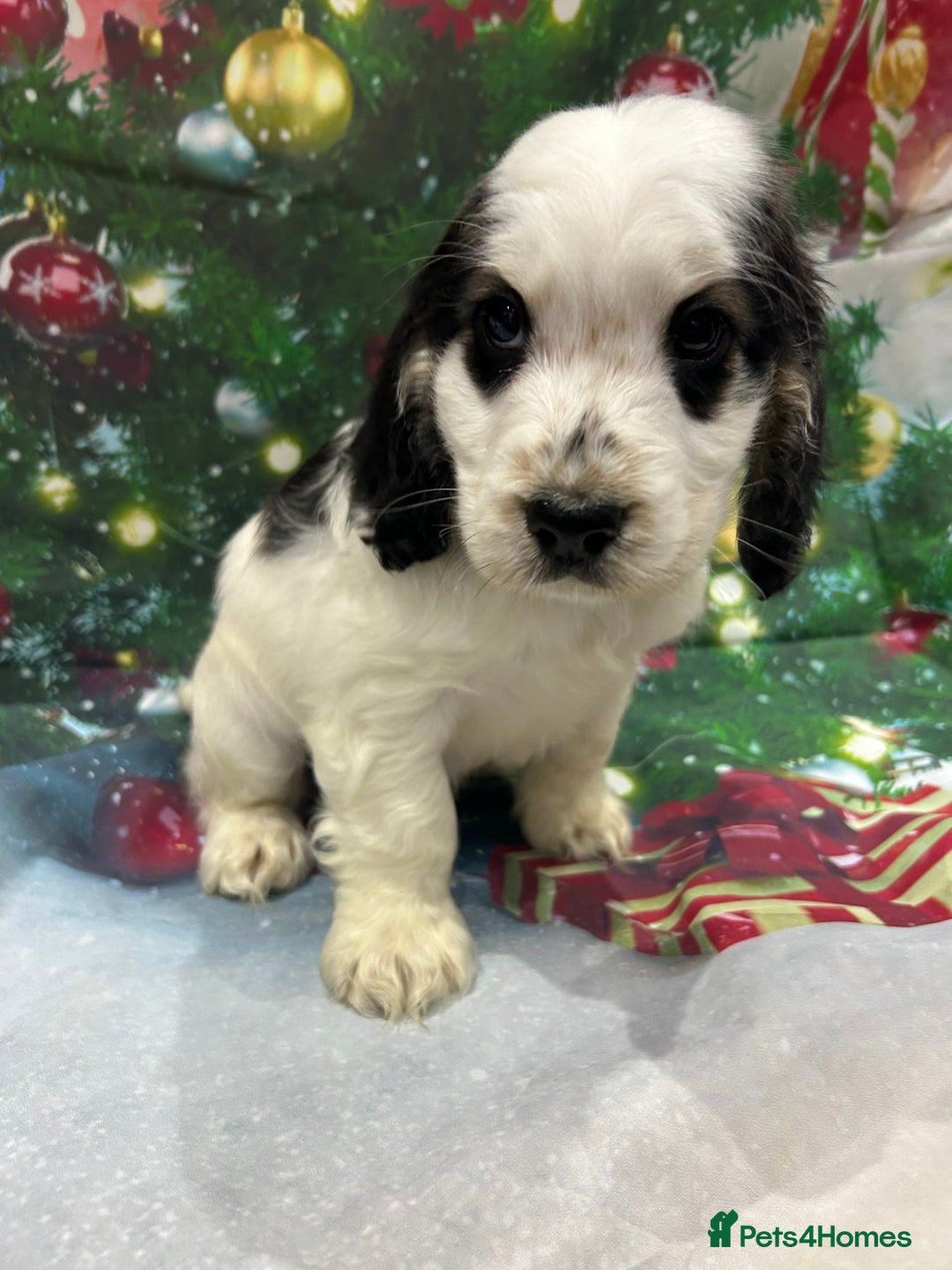 Cocker Spaniel dogs for sale: KC registered, health tested, Show cocker spaniels - Advert 34