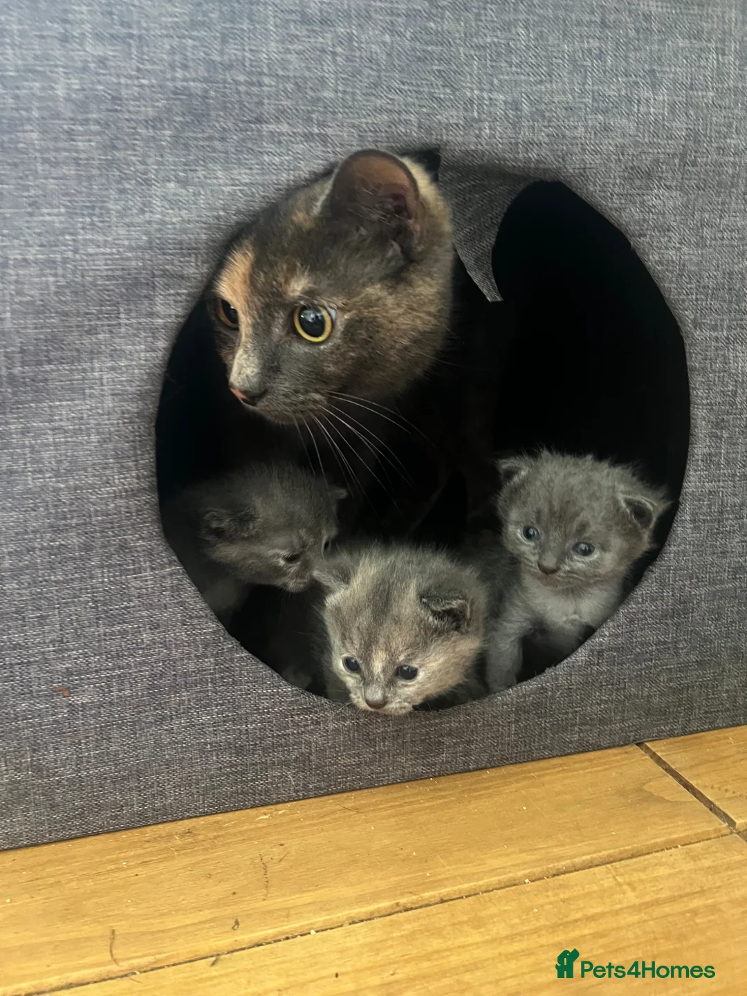 British Shorthair cats for sale: Rare Grey/ginger tortoiseshell kittens - Advert 1