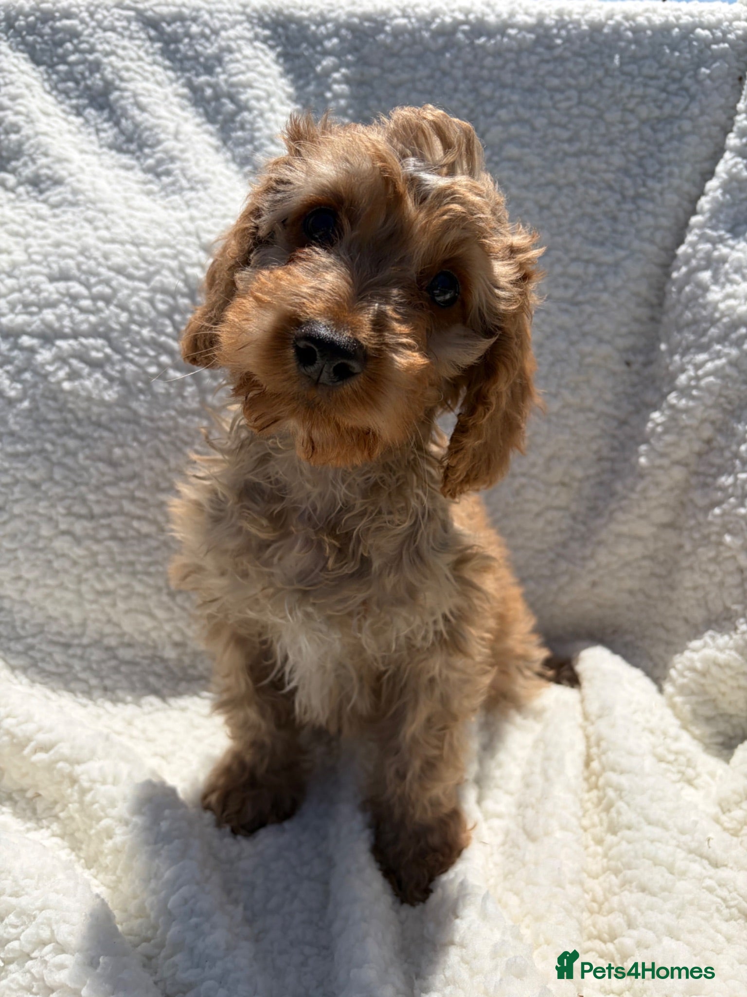 Cockapoo dogs 🐾BEAUTIFUL F1 COCKERPOOS REGISTERED BREEDER 🐾 - Advert 1