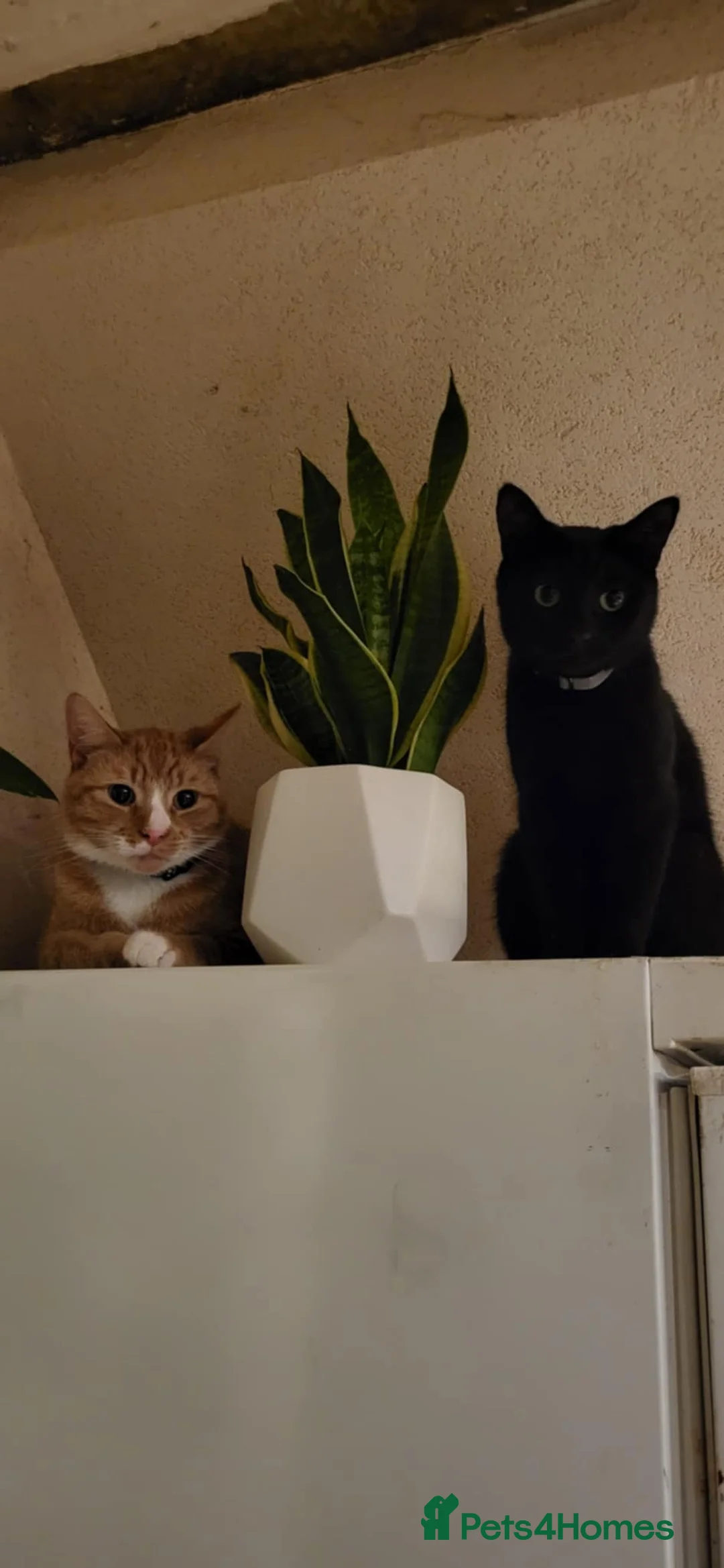 Mixed Breed cats for sale: Cats to go to good homes in Daventry - Advert 2