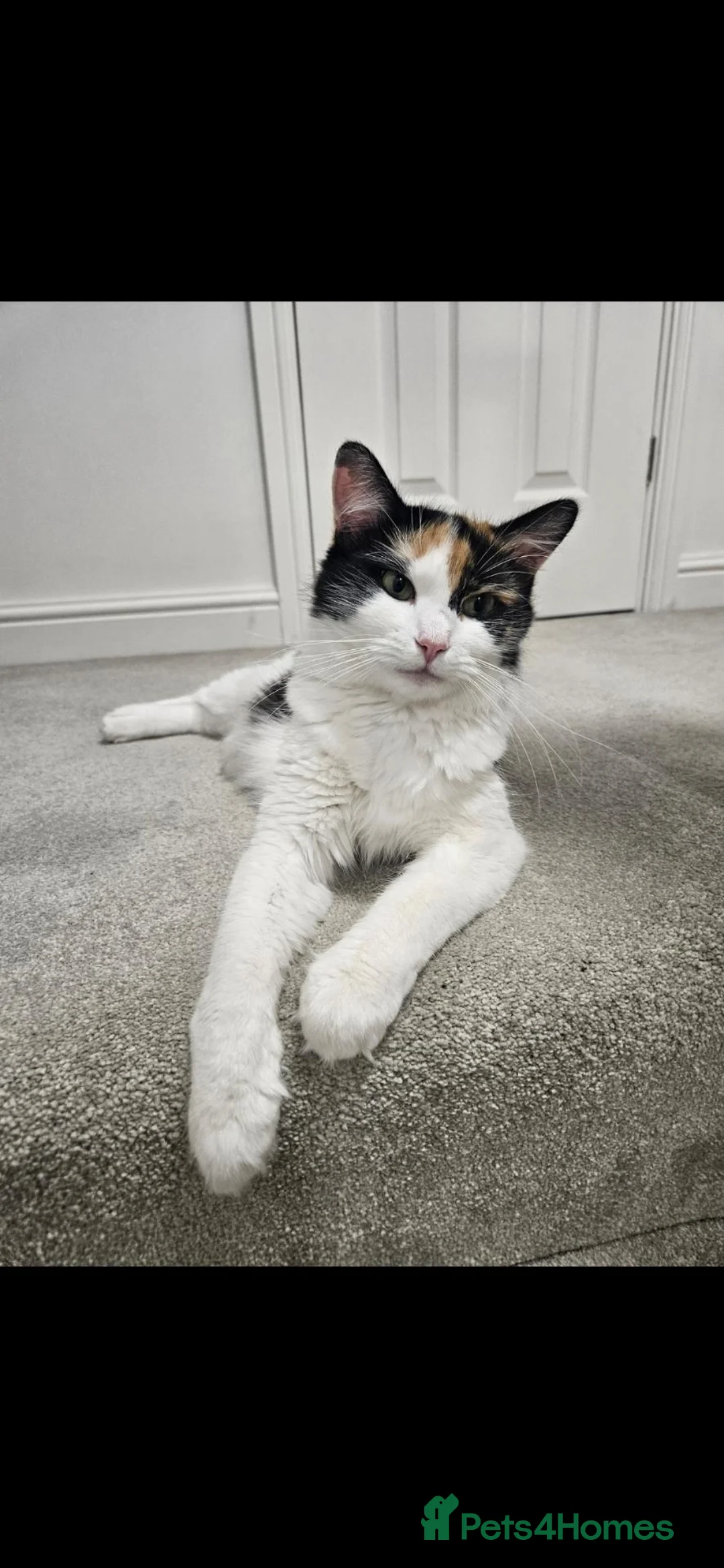 Mixed Breed cats for sale: Stunning, Friendly Ragdoll Cross Kittens - Advert 22