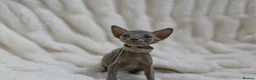 Sphynx cats for sale: Lovely Sphynx Kittens available - Advert 3