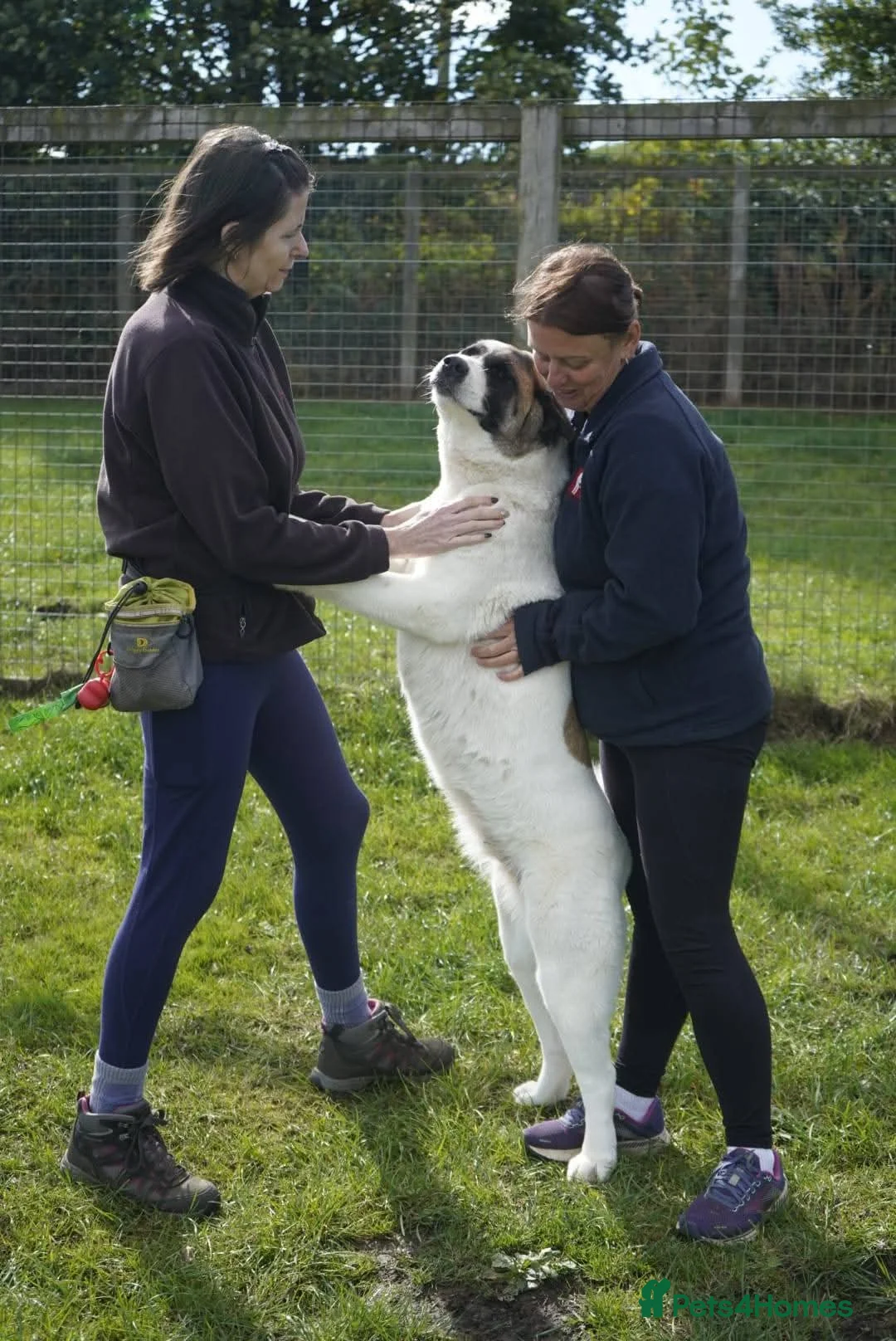 Akita dogs for adoption: Freya - Advert 2