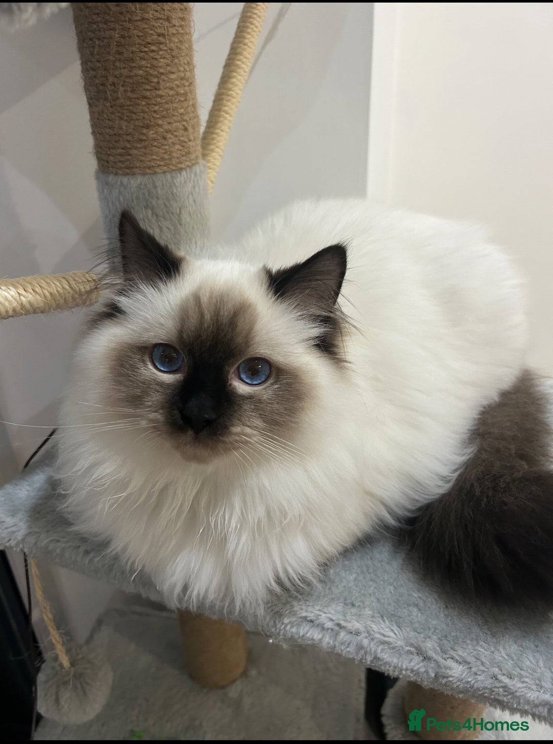 Ragdoll cats for sale: Ragdoll male Kittens For Sale - Advert 8