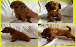 Cockapoo dogs for sale: F1 Red Cockapoo puppies ~ ⭐️ready Now ⭐️  - Image 35