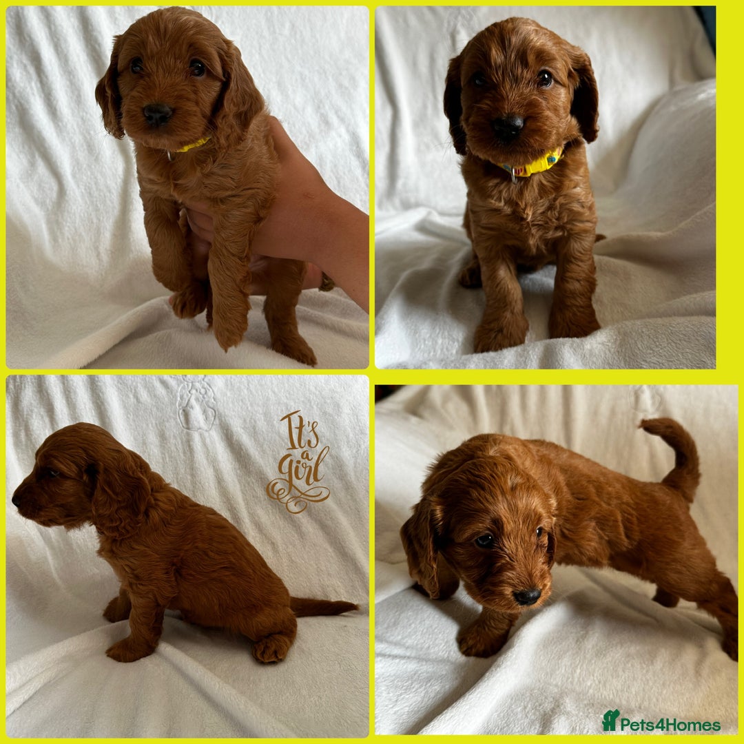 Cockapoo dogs for sale: F1 Red Cockapoo puppies ~ ⭐️ready Now ⭐️  - Image 35