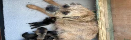 Border Terrier dogs for sale: K.C.registered border terriers - Advert 4