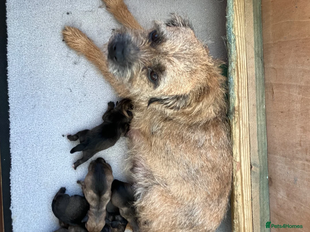 Border Terrier dogs for sale: K.C.registered border terriers - Advert 4