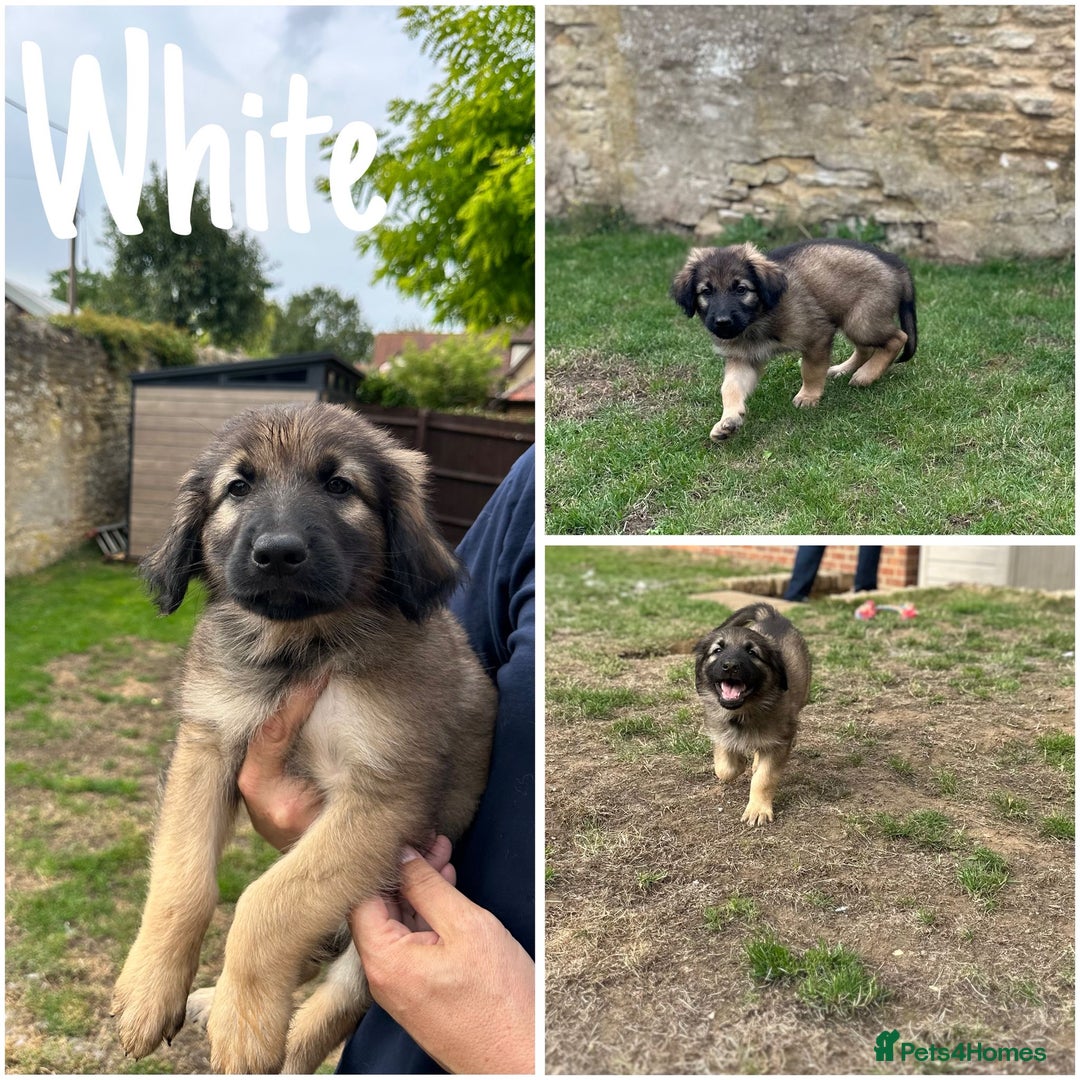 German Shepherd dogs for sale: Golden Shepherd Puppies ready now!  - Image 4