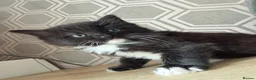 Mixed Breed cats for sale: Mix breed half ragdoll and domestic  - Advert 11