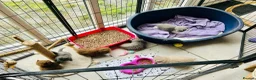 British Shorthair cats for sale: GCCF Registered BSH/BLH Kittens - Advert 13