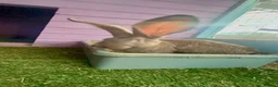 Continental Giant rabbits for sale: 5 giant continental bucks  - Advert 20