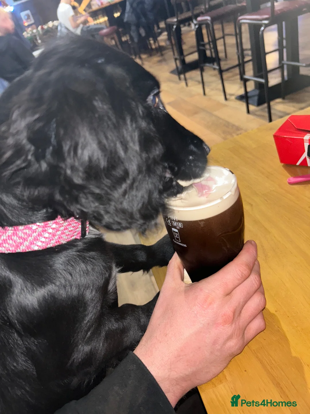 Cocker Spaniel dogs for sale: Guinness - Advert 5