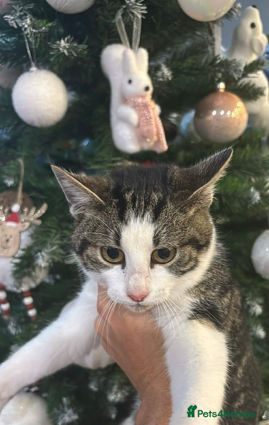 Mixed Breed cats for adoption: Kitty for adoption - Advert 3