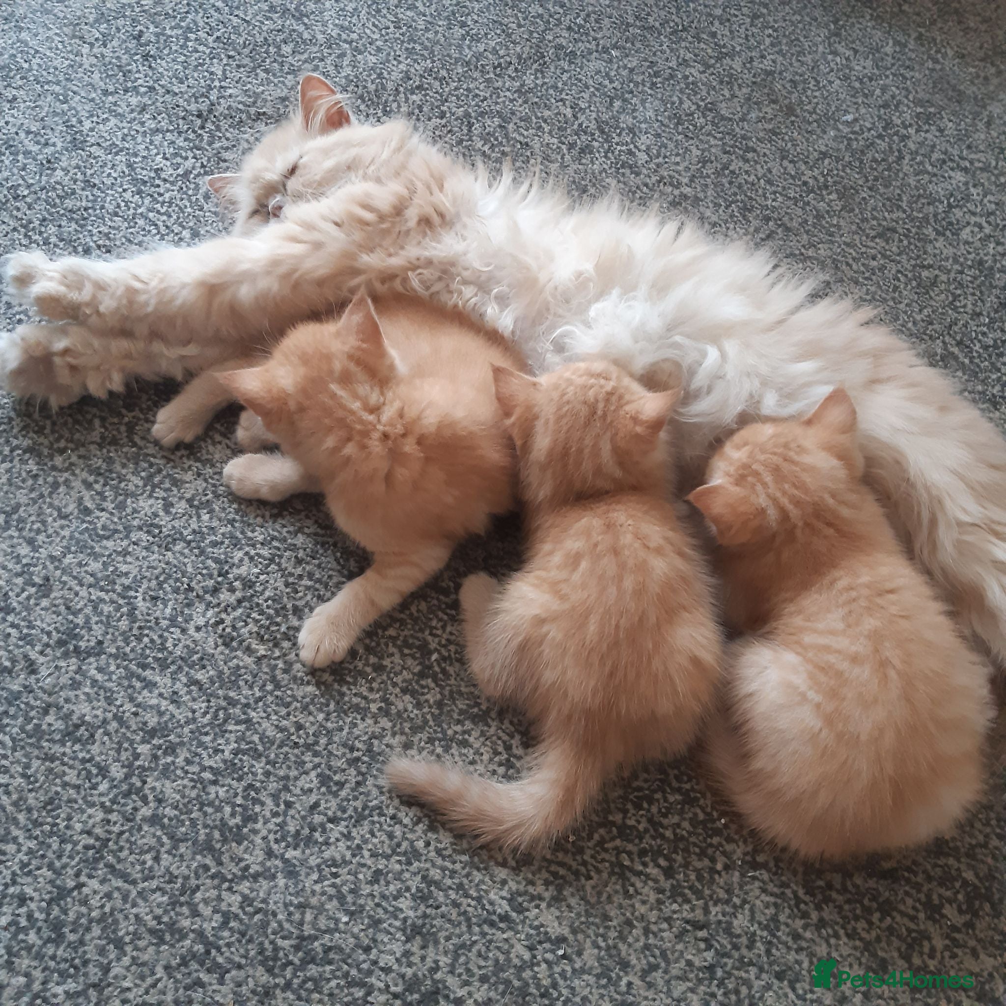 Persian cats Male Persian/bengal kittens - Advert 4