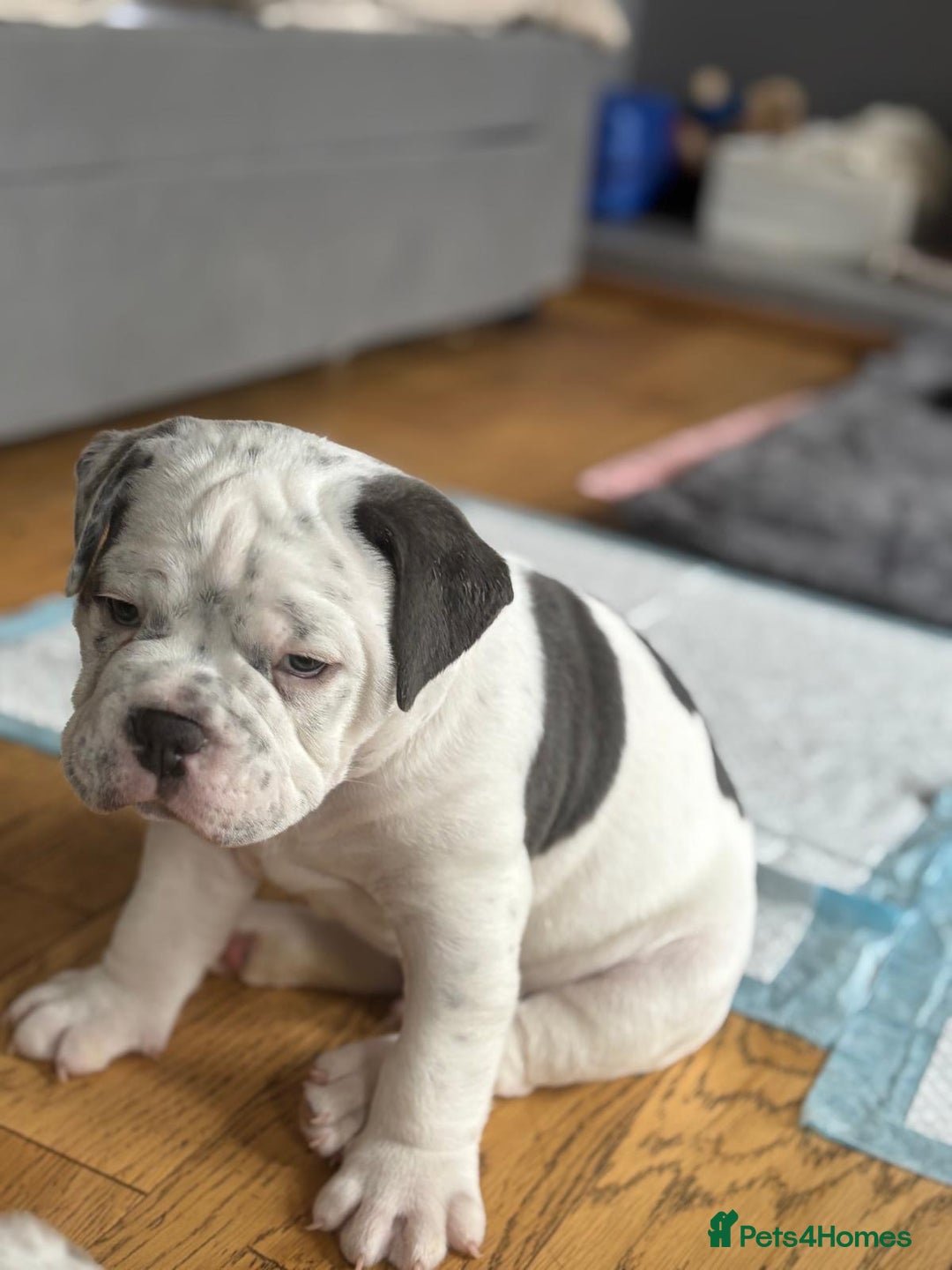 Mixed Breed dogs for sale: Old English x mammutt bulldogs for sale  - Image 4