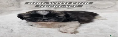 Shih Tzu Puppy Pink Collar