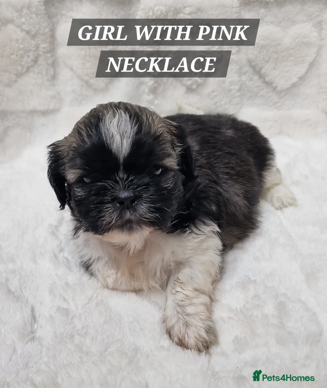 Shih Tzu dogs for sale: Pure breed Shih Tzu puppy - Advert 21