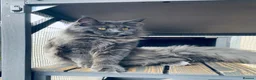 Maine Coon cats for sale: 💙*🦁*BLUE MAINE COON*💎*KITTENS*🦁*💙 - Advert 26