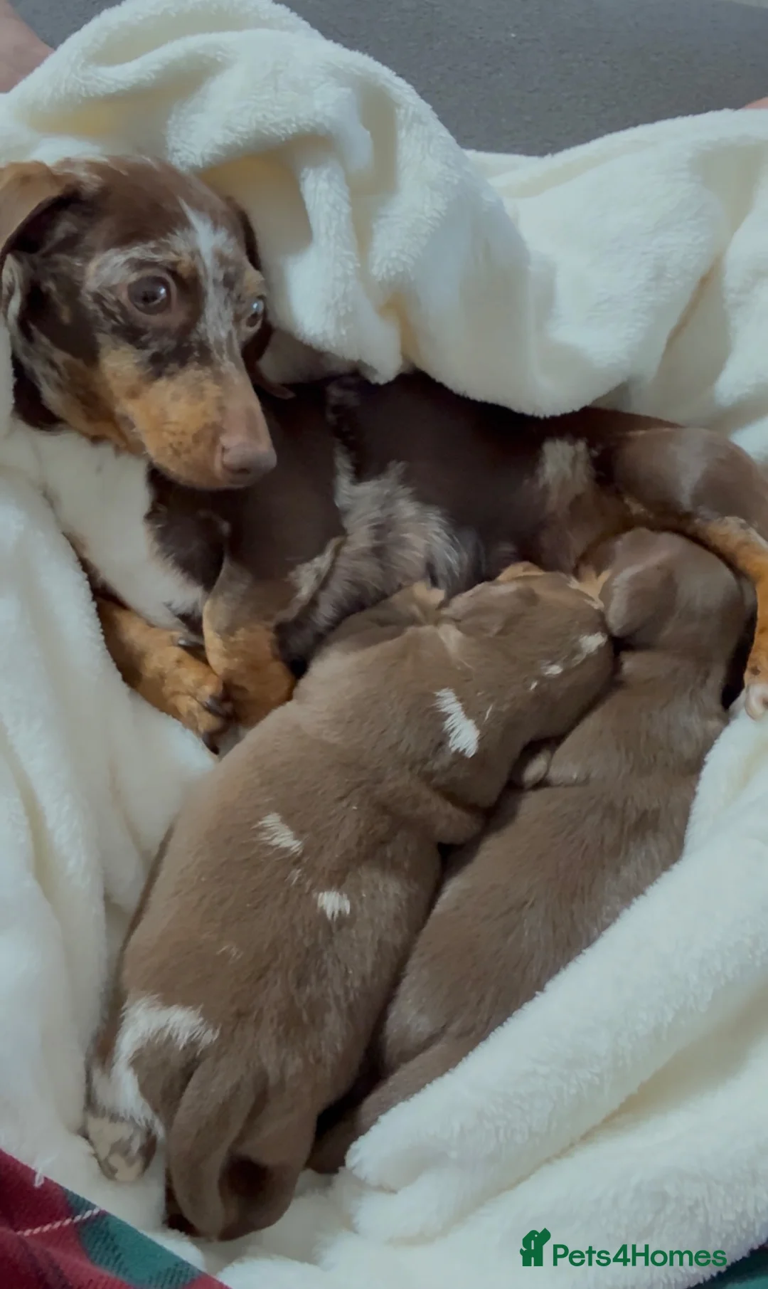 Miniature Dachshund dogs for sale: Stunning dapple boy - Advert 7