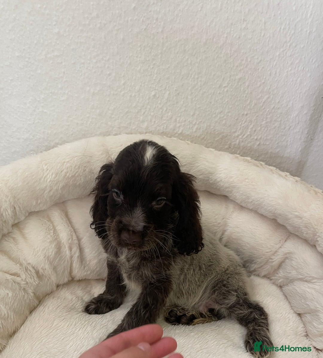 Cocker Spaniel dogs for sale: KC Show Chocolate Roan Boy! - ready 5th October!! - Image 1