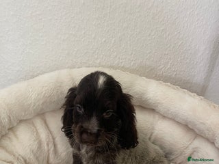 Cocker Spaniel dogs KC Show boy- READY TO GO- Fully vaccinated - Advert 7