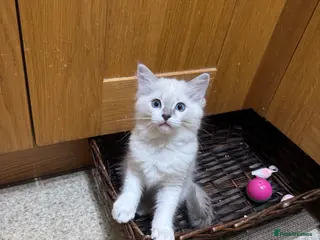 Ragdoll cats Ready to leave 4th Feb, TICA reg Ragdoll kittens - Advert 16