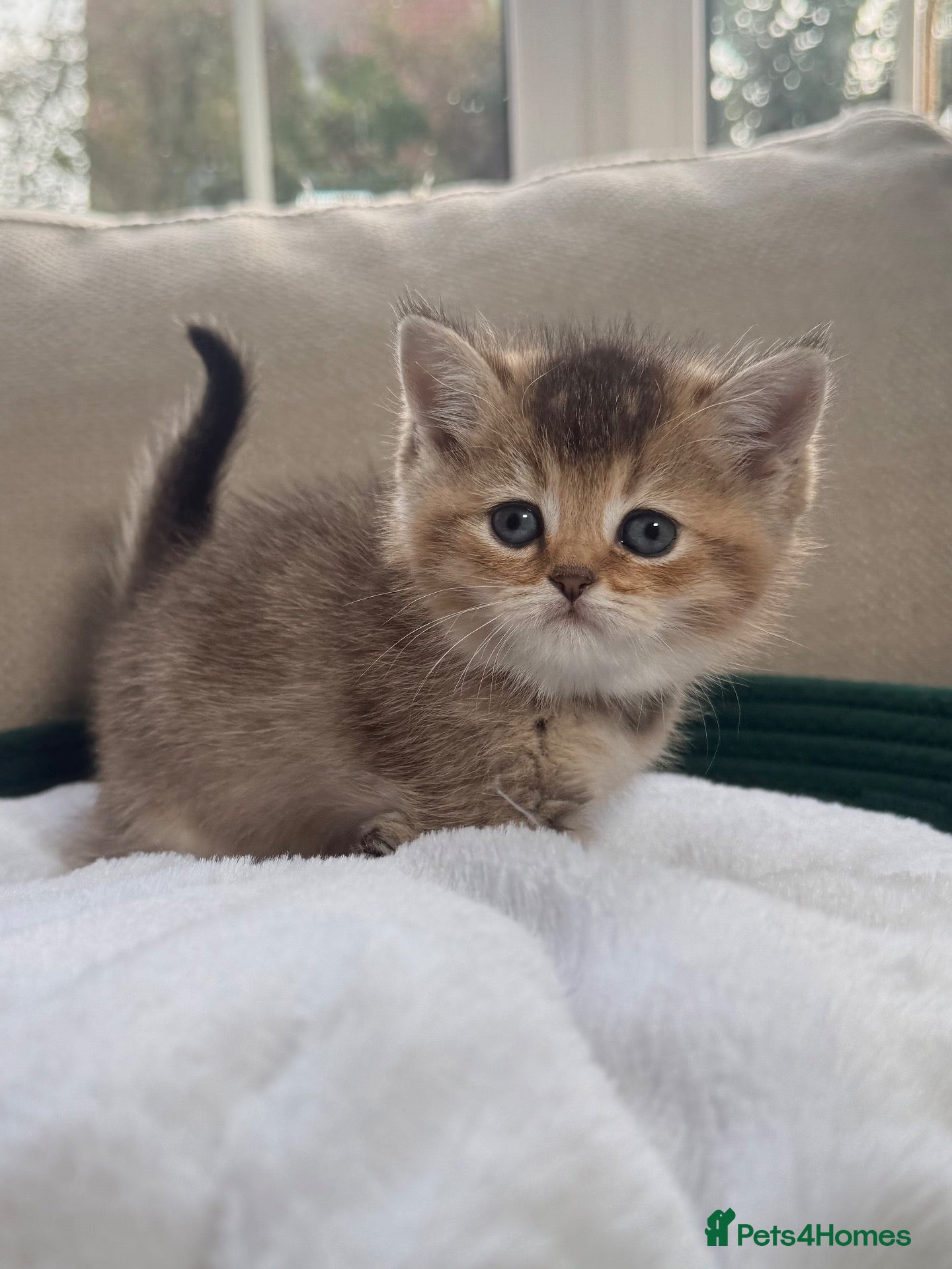 British Shorthair cats Last little boy available  - Advert 9