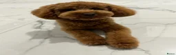 Cavapoo dogs for sale: DNA TESTED PARENTS & GRANDPARENTS TOY CAVAPOO   - Advert 12