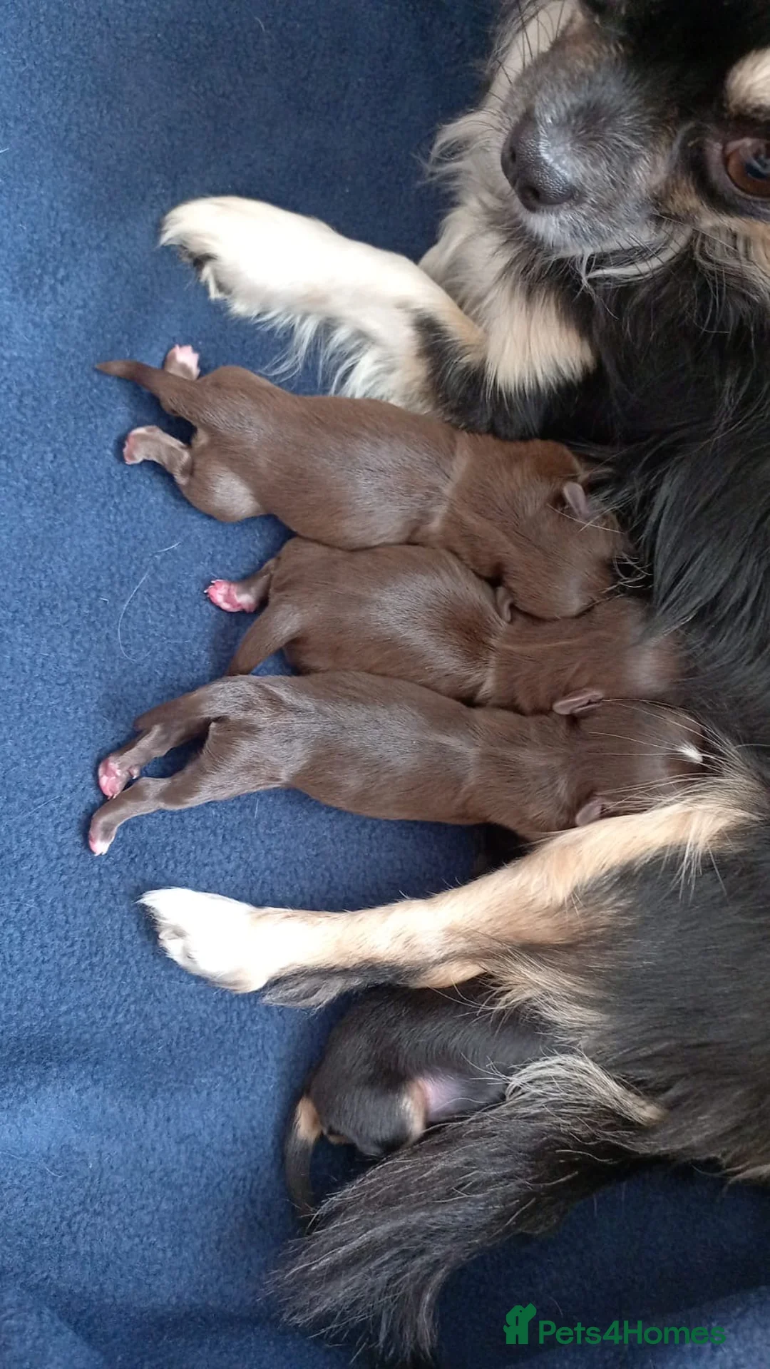 Chihuahua dogs for stud: Extra tiny chocolate and tan stud dog DNA tested in Rotherham - Advert 27