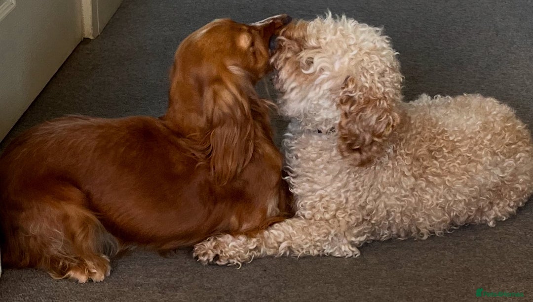 Cockapoo dogs for sale: 7 beautiful cockapoos  - Image 11