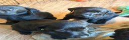 Labrador Retriever dogs for sale: Beautiful Labrador Retriever Puppies  in Hull - Advert 9