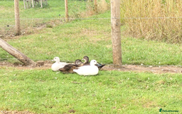 Mixed Breed birds for sale: Ornamental ducks and geese for sale - Image 4