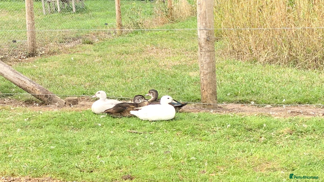 Mixed Breed birds for sale: Ornamental ducks and geese for sale - Image 4