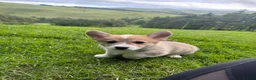 Welsh Corgi Pembroke dogs for sale: Beautiful Natural Bob Tail Pembrokeshire Pups - Advert 10