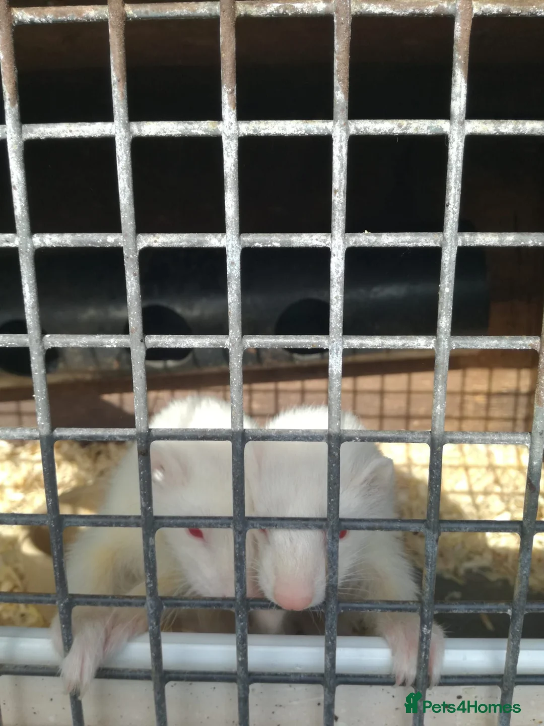 Ferret rodents for sale: 4 white ferrets in Rotherham - Advert 2