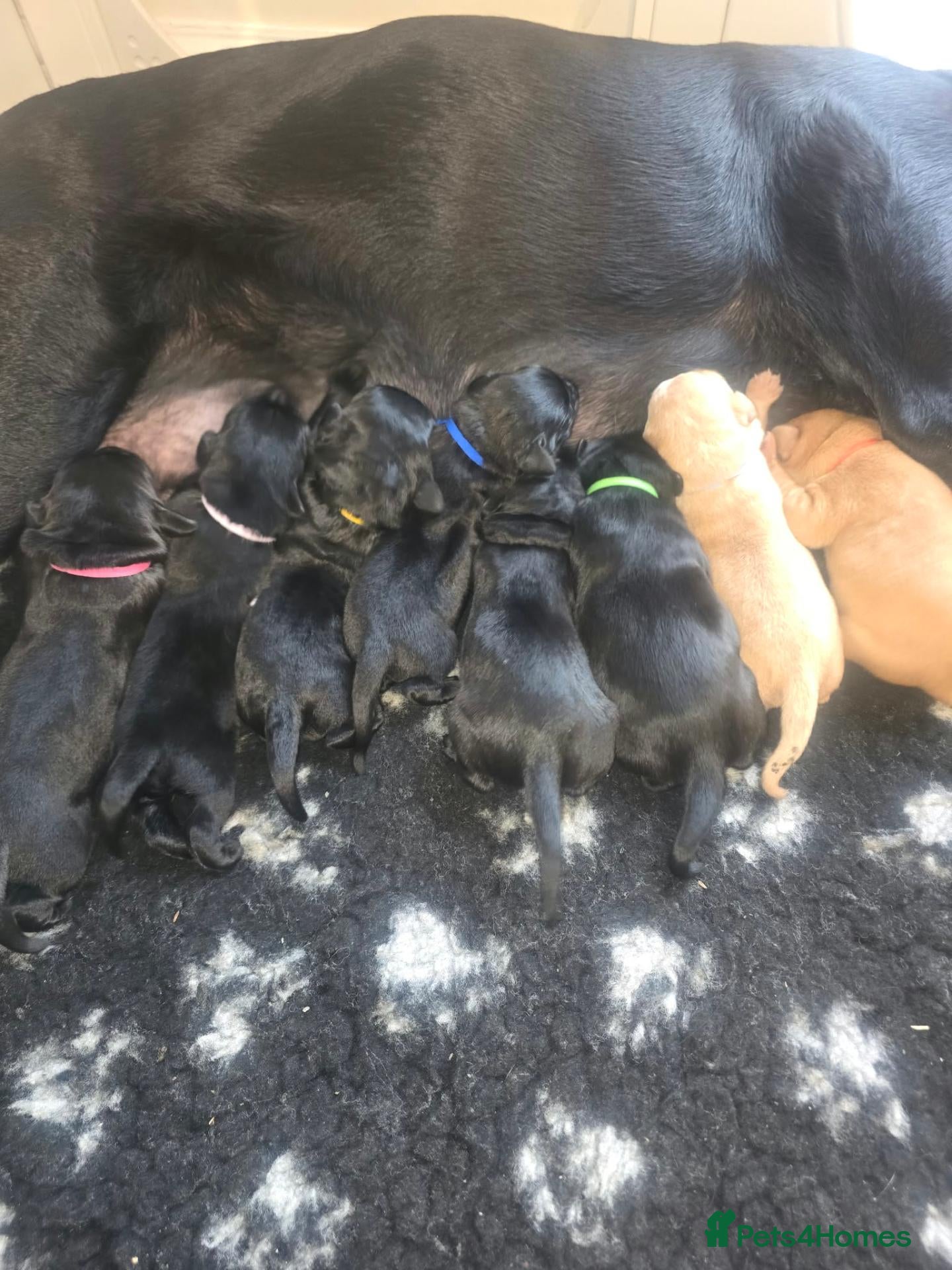 Labrador Retriever dogs for sale: Kc labrador-retriever pups 🐶 - Advert 17