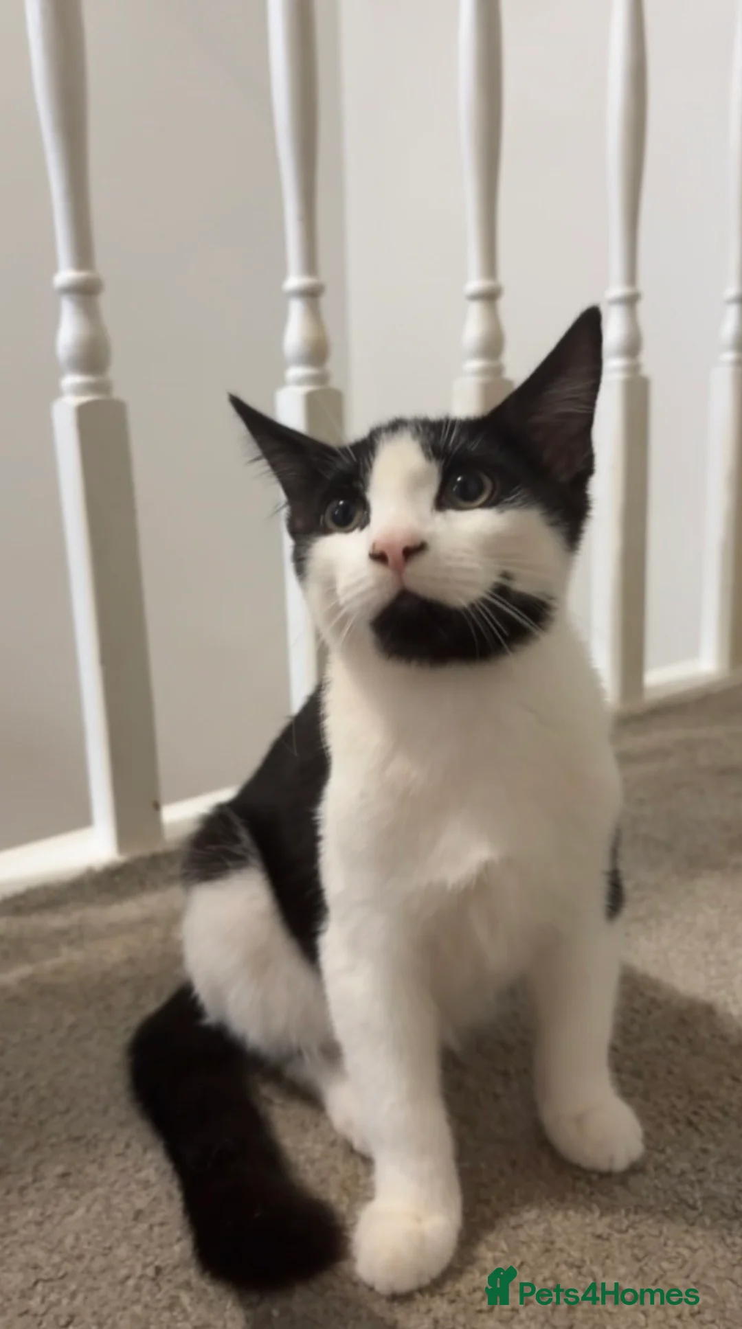 Mixed Breed cats for sale: cute soft boy kitten ready to find a loving home in Grays - Advert 2
