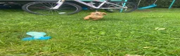Cockapoo dogs for sale: Cockapoo puppys - Advert 5