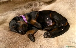 Dobermann dogs for sale: KC REGISTERED HEALTH TESTED DOBERMAN PUPS - Image 20