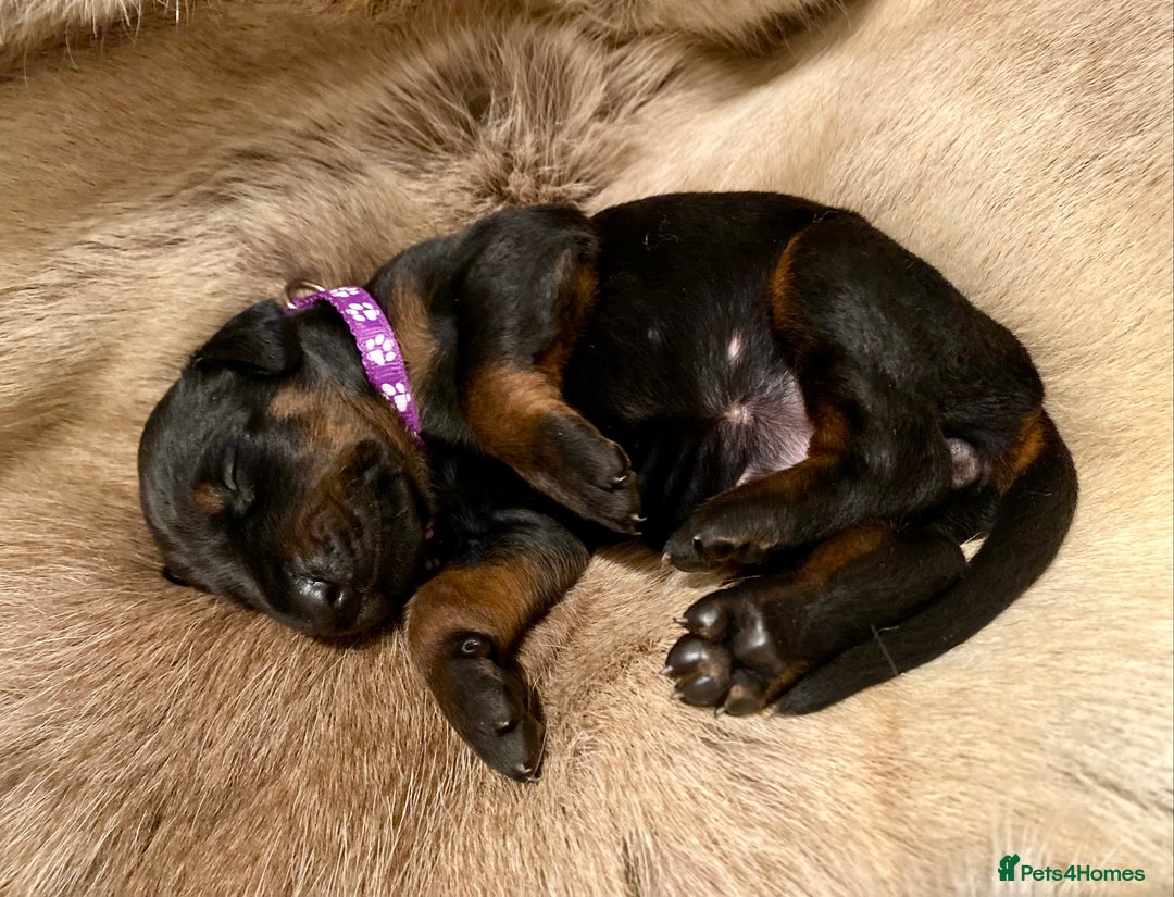Dobermann dogs for sale: KC REGISTERED HEALTH TESTED DOBERMAN PUPS - Image 20