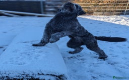 Goldendoodle dogs for stud: Frankie doodle for stud only.   - Image 9