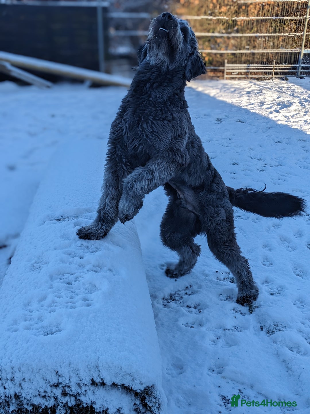 Goldendoodle dogs for stud: Frankie doodle for stud only.   - Image 9