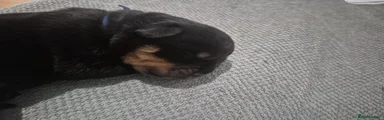 Rottweiler 2