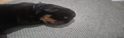 Rottweiler dogs for sale: RKC Registered Traditional Rottweiler Puppies  - Advert 7