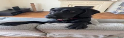 Springador dogs for sale: Pippa looking for forever home - Advert 7
