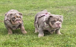 English Bulldog dogs for sale: Final Female English Bulldog available - Image 2