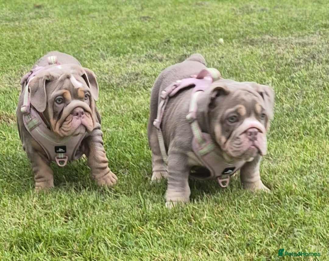 English Bulldog dogs for sale: Final Female English Bulldog available - Image 2
