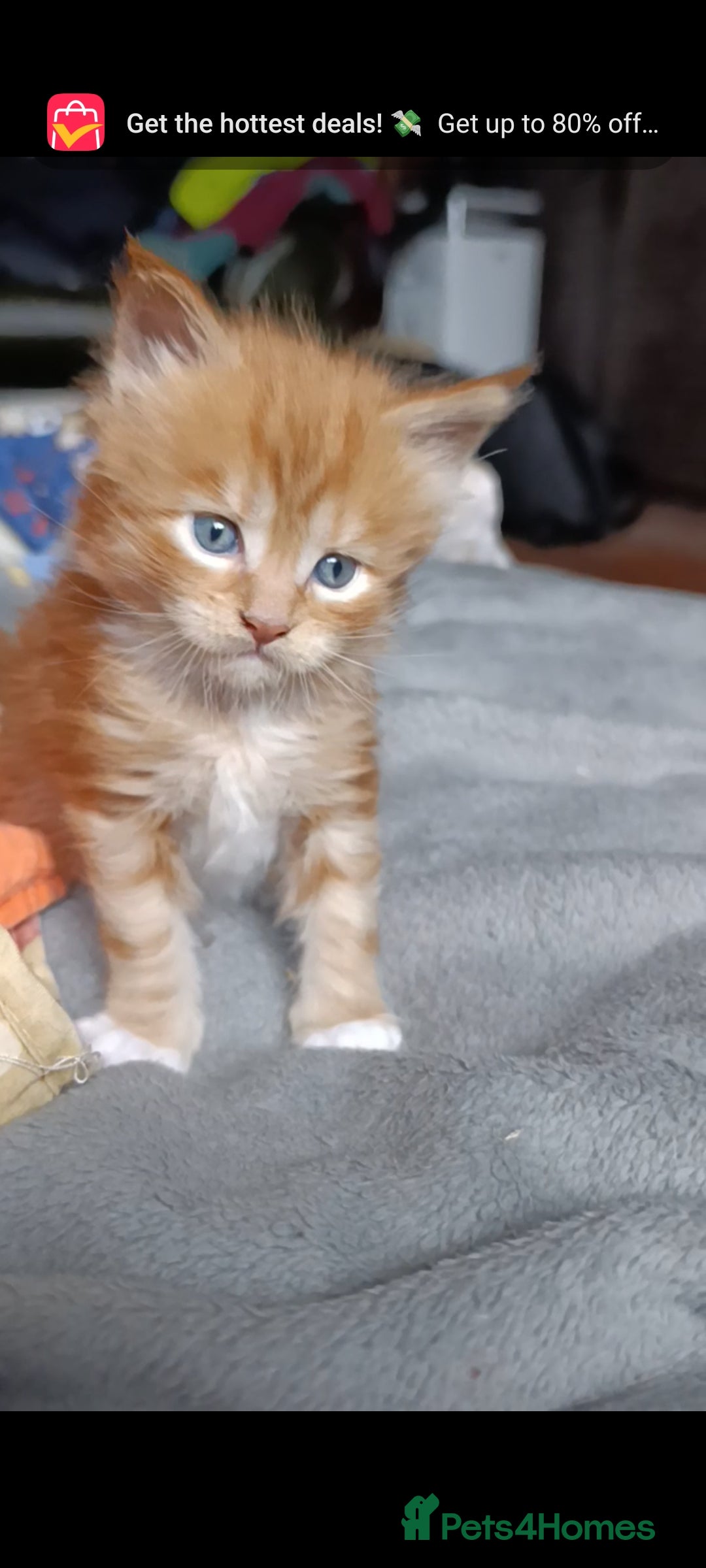 Maine Coon cats for sale: Maine Coon kitten Fire Red Marble Tabby and White - Image 9