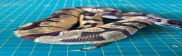 Python Snake reptiles for sale: Female super enchi orange dream royal python  - Advert 4